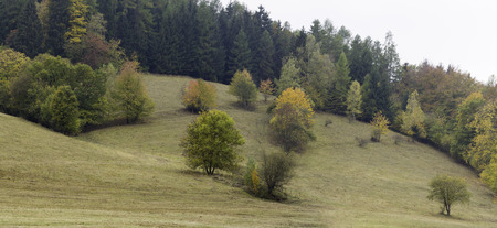 Autumn trees on hillside slope.の写真素材
