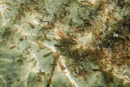 Background of shallow sea water with brown algae.の写真素材