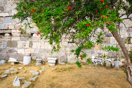 Ancient ruins of Neratzia Castle in Kos, Greece. Beautiful green tree with red flowers.の写真素材
