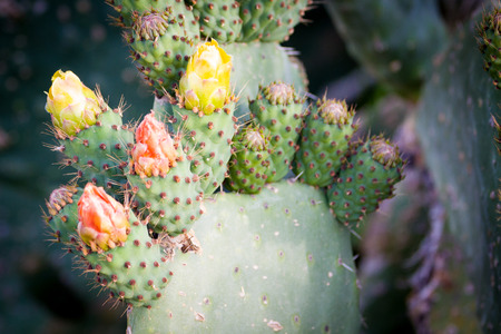 Bud of cactus flower in nature. Opuntia ficus indica.の写真素材