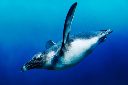 Floating penguin underwater in ocean water.の写真素材