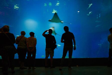 People admiring floating fishes in the Oceanarium in Wroclaw, Poland.の写真素材