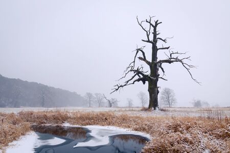 Oaks in the winter aura. Rogalin Landscape Park in Poland, Wielkopolska.の写真素材