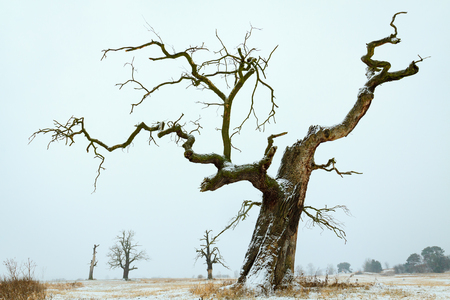 Oaks in the winter aura. Rogalin Landscape Park in Poland, Wielkopolska.の写真素材