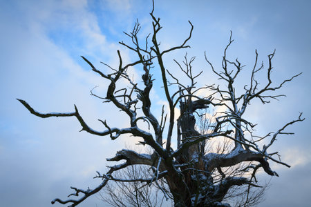 Oaks in the winter aura. Rogalin Landscape Park in Poland, Wielkopolska.