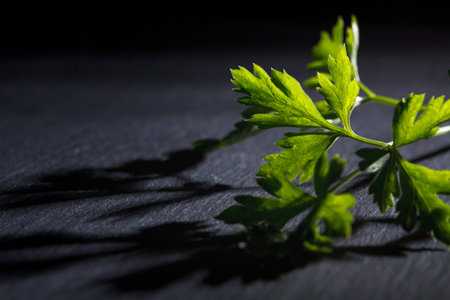 Fresh green parsley leaf isolated on black background.の写真素材