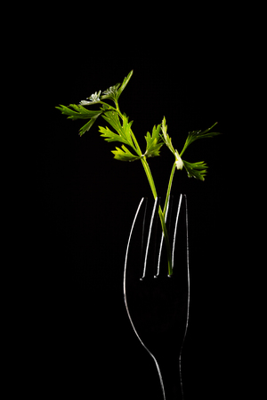Fork with shine through leaf of parsley on isolated on black.の写真素材