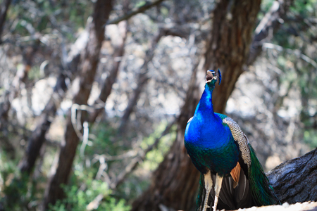 Peacock in natural forest environment.の写真素材