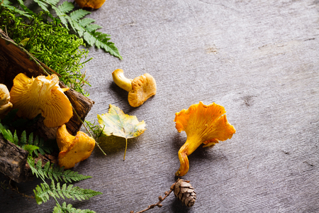 Background of Chanterelle (yellow mushroom) and fern leaf with copy space.の写真素材