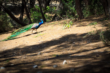Peacock in natural forest environment.の写真素材