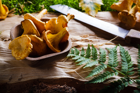 Chanterelle (yellow mushroom) and fern leaf and knife lay on wooden bark.の写真素材