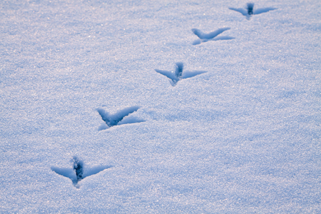 Line of footprints in snow left by heron bird.の写真素材