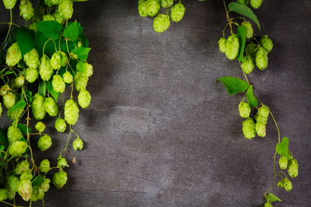 Hop twig over old cracked gray wooden table background. Vintage style.の写真素材