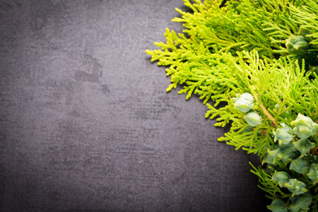 Green juniper twig with green cones lay on black slate.