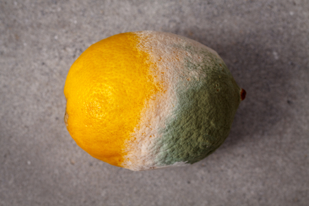 Mouldy lemon. の写真素材