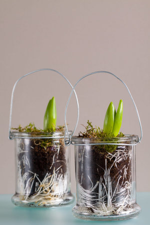 Homemade decoration of young hyacinths in glass jars.
