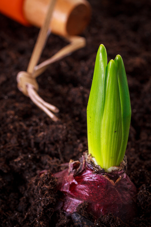 Young hyacinth in raw soil, view from above. の写真素材