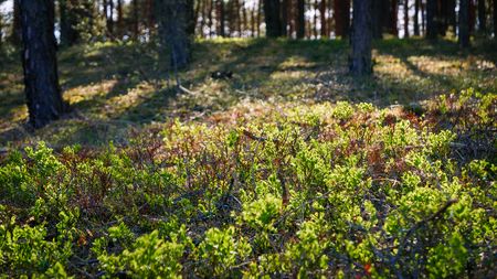 Defocused forest background. の写真素材