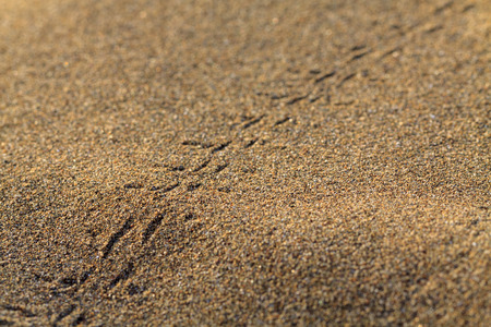 Animals footprints on rippled sand in desert.の写真素材