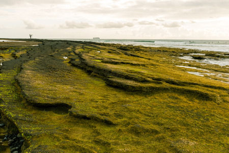 The coast rocks overgrown by green algae.の写真素材
