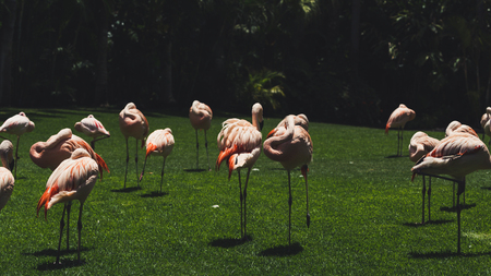 Flamingos birds in zoo park stand on grass.の写真素材