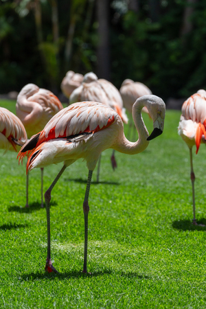 Flamingos birds in zoo park stand on grass.の写真素材