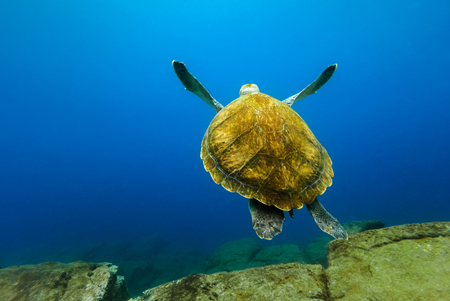 Big turtle floating in the deep blue ocean water.の写真素材