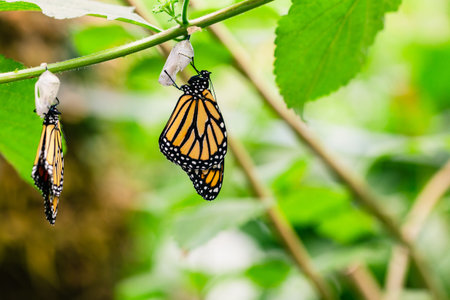 Hanging butterflies and cocoons on green leaves and branch. Pupation of butterfly.