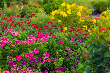 Colorful flowerbed in garden.の写真素材