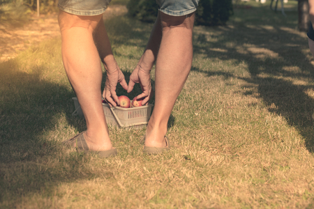 Legs and hands man who is pick up the apples in garden and  put them to basket.の写真素材