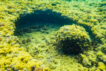 Underwater rocks and marine life background.の写真素材