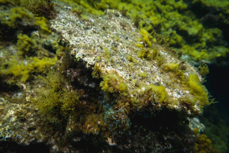Underwater rocks and marine life background.