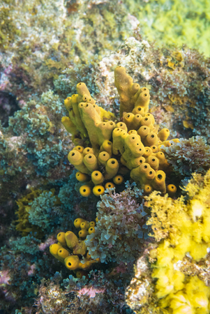 Underwater rocks and sponge. Rocky underwater life background.の写真素材