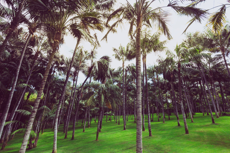 Background of pattern palm trees.の写真素材