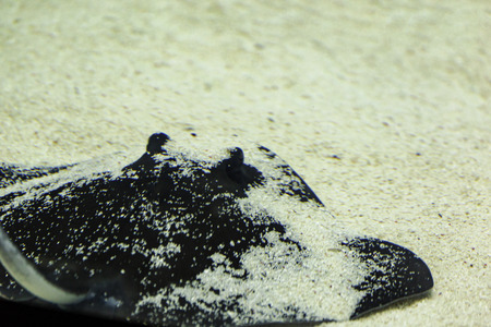 Stingray fish is hiding on sandy bottom.の写真素材