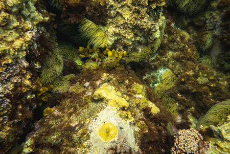 Underwater rocks and marine life background.の写真素材