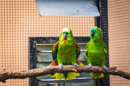 Couple of green parrots are sitting on branch.