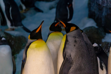 Penguins standing in a groupの写真素材