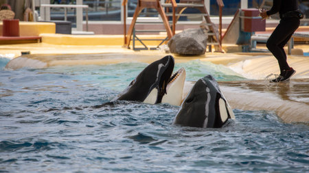Orca whales during show in zoo.