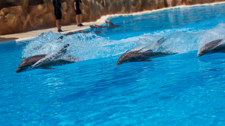 Swimming bottlenose dolphins in zoo during show.の写真素材