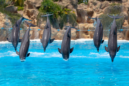Group of jumping dolphins during show in zoo.の写真素材