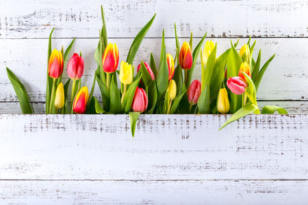 Spring colored tulips arranged between white rustic boards with copy space.の写真素材