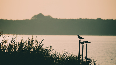 Seagulls on footbridge during glow morning.の写真素材