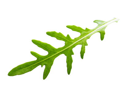 Arugula leaves isolated on whiteの写真素材