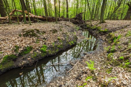 Small stream in greenery spring forest.の写真素材