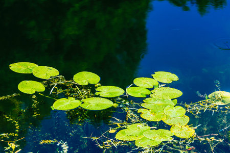 Water lily leaves floating on the surface.