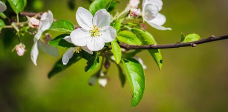 White flowers on the spring fruit tree.の写真素材