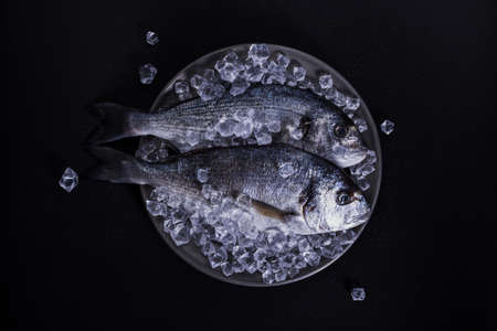 Fresh dorado fish on ice. Black toned photography.の写真素材