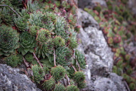 Common houseleek growing on the rocksの写真素材