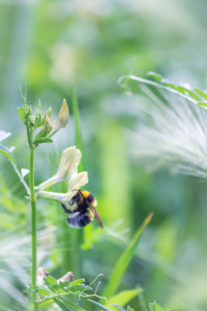 Bee on a white flower in spring.の写真素材